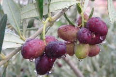 FRANZOSI-PRODUZIONE-OLIO2